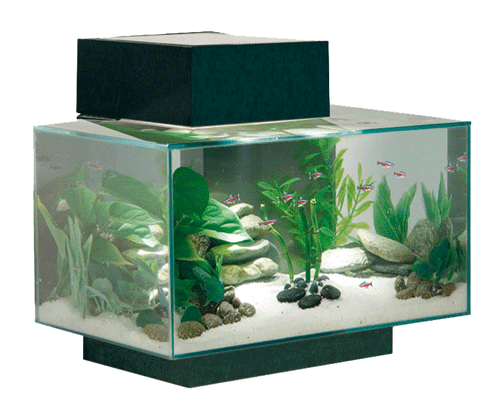 Fluval Edge