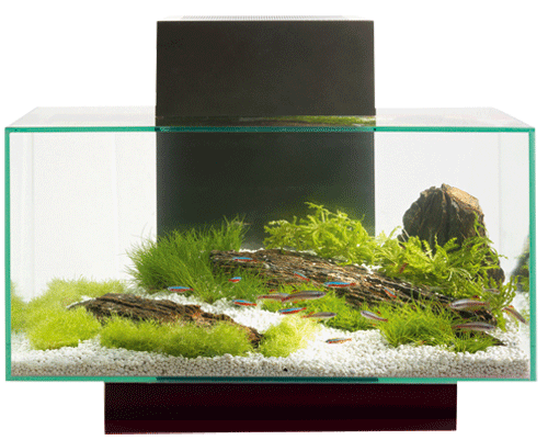 Fluval Edge